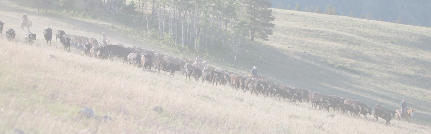 cowboys herding cattle