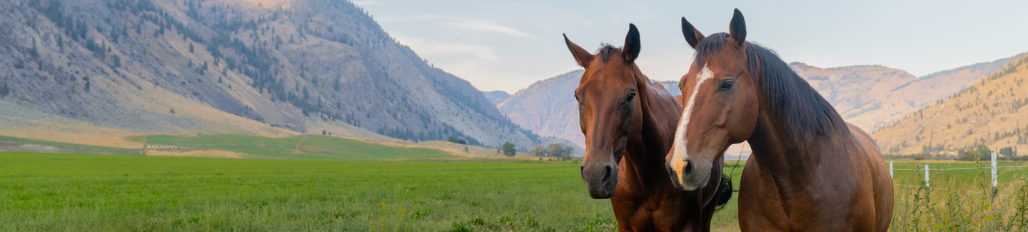two horses at the Double R Ranch
