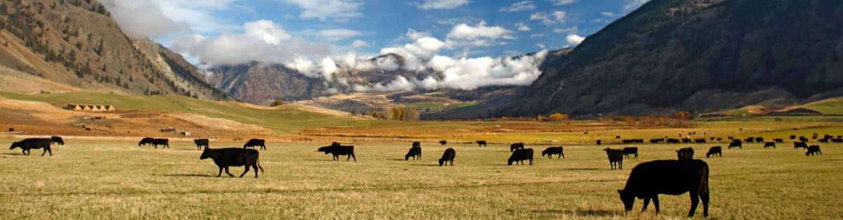 Cattle grazing in a vast open field with mountains in the background