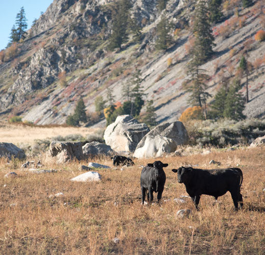 Double R Ranch Cattle 