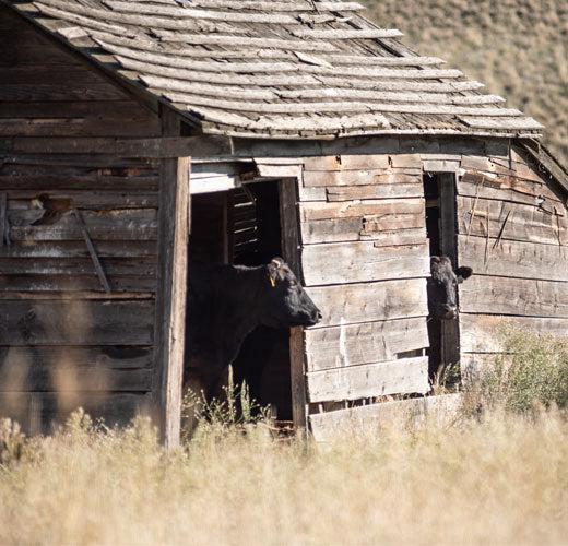 The Focus on Animal Well-Being at Snake River Farms 