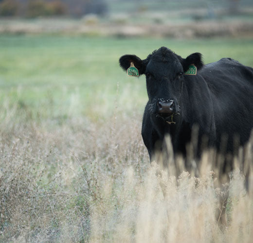 Wagyu Cattle | Healthy Fat | SRF