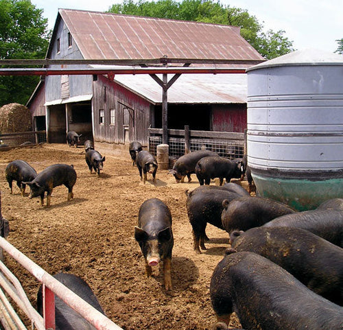 The Complete Guide to Kurobuta Pork