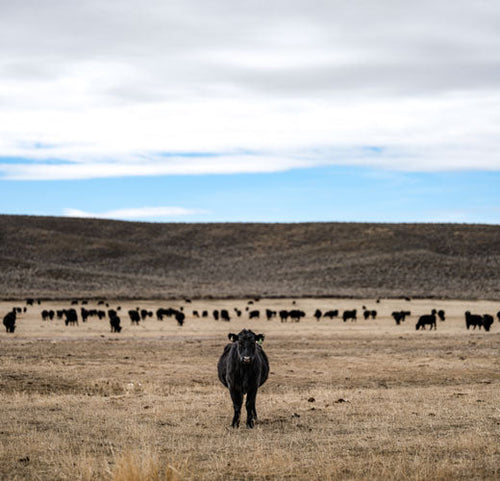 Wagyu & Whiskey: The Classic American Pairing