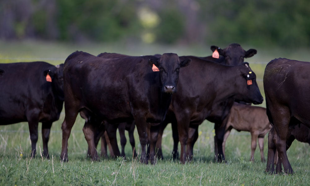 American Wagyu Cattle