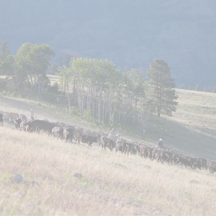 cowboys on ranch with cattle