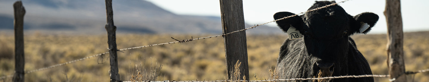 Cow behind a barbed wire fence in a desert landscape