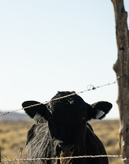 Black cow with a tag in its ear behind a barbed wire fence