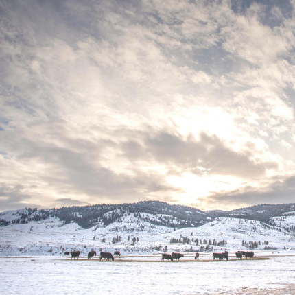 Cloudy Sky and snowy landscape with cattle 