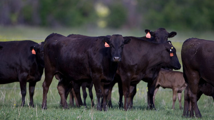 American Wagyu Cattle