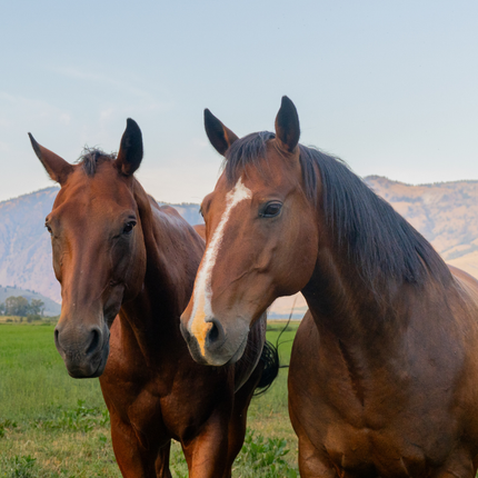Two horses at the Double R Ranch 