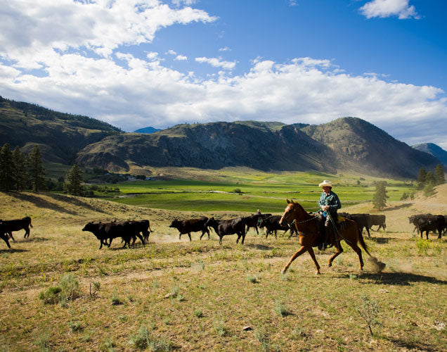 Double R Ranch Northwest Beef USDA Choice Brisket – Snake River Farms