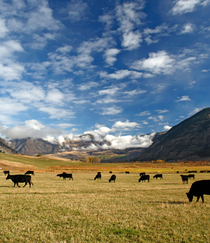 A scenic landscape of a grassy field with grazing black cows under a bright blue sky with scattered white clouds, and mountains in the background.