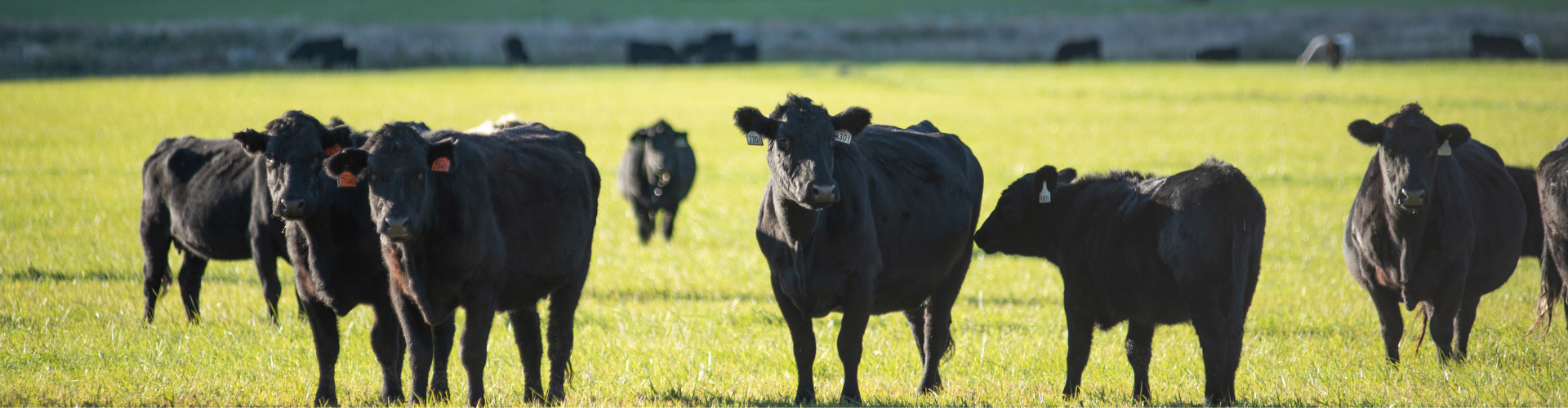 Cows standing in a grassy field with a blurred background