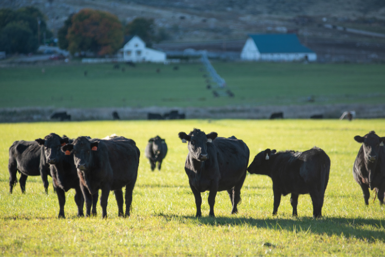 Cattle standing in a grassy field with a scenic background