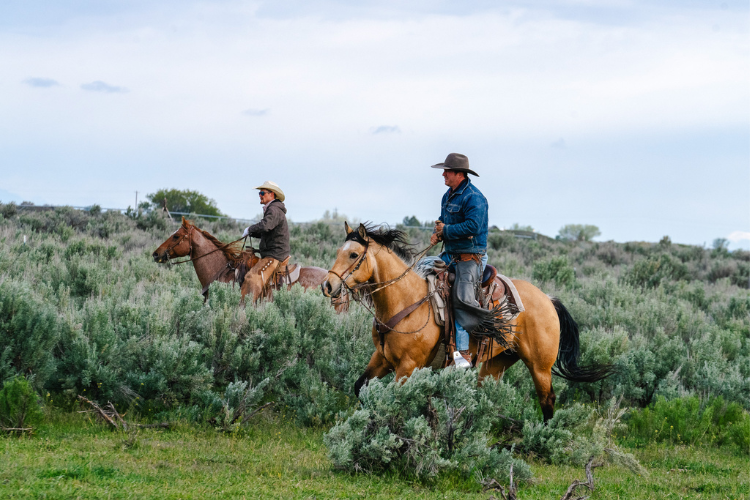 Two cowboys riding horses through a grassy field with trees in the background.