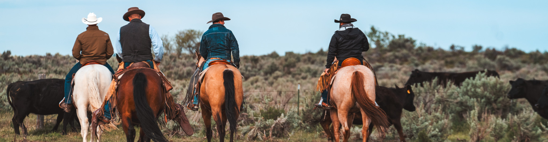 Four cowboys on horseback in a line, with cattle in the background, under a clear blue sky.