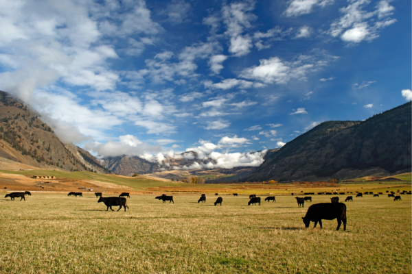 Cows grazing in a field with mountains and blue sky in the background