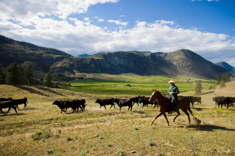 Cowboy on horseback herding cattle in a mountainous landscape