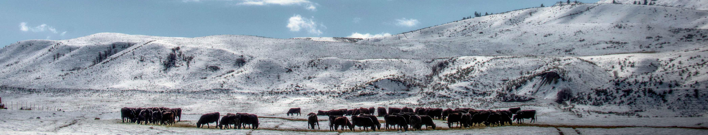 winter at the Double R Ranch with cattle and snow