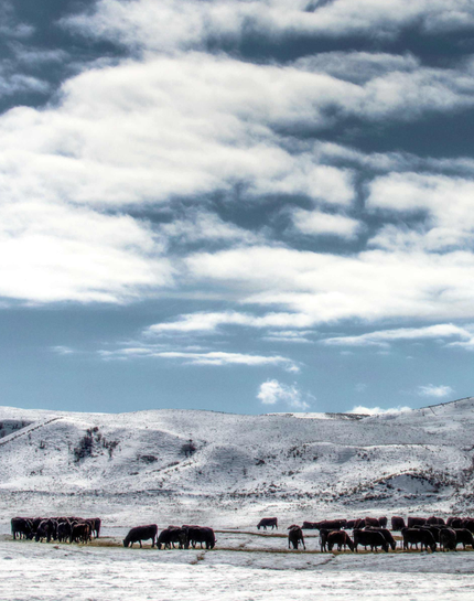 Winter on the ranch with cattle and snow on the hills 