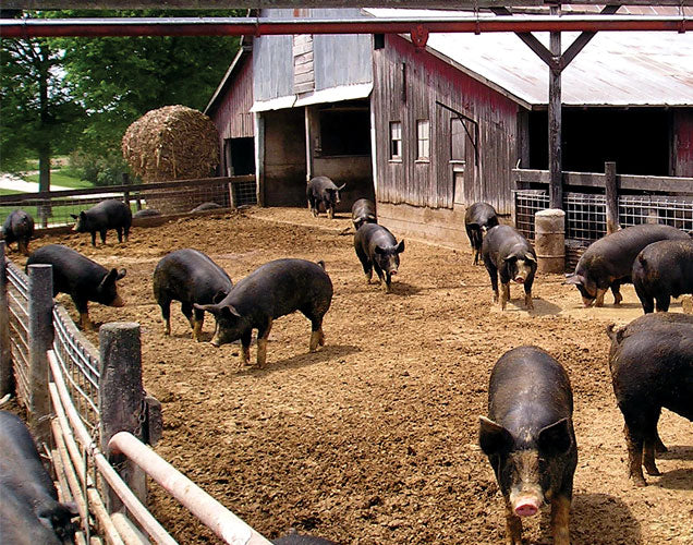 Double R Ranch Northwest Beef USDA Choice Brisket – Snake River Farms