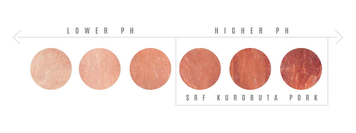 A horizontal comparison chart showing four circular slices of raw pork belly in two different marbling patterns, labeled 'LOWER PH' on the left and 'HIGHER PH' on the right, with 'SRF KUROBUTA PORK' written below the higher PH slices.