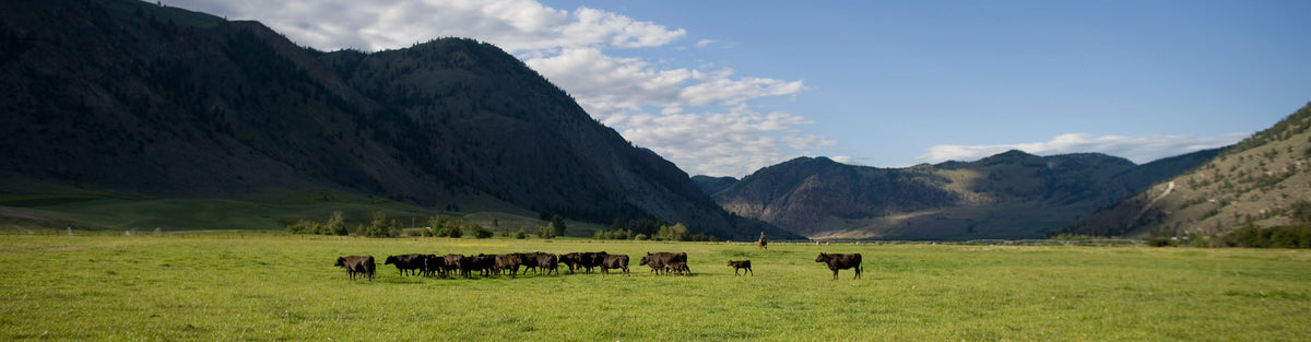 The Herd | Double R Ranch | SRF – Snake River Farms