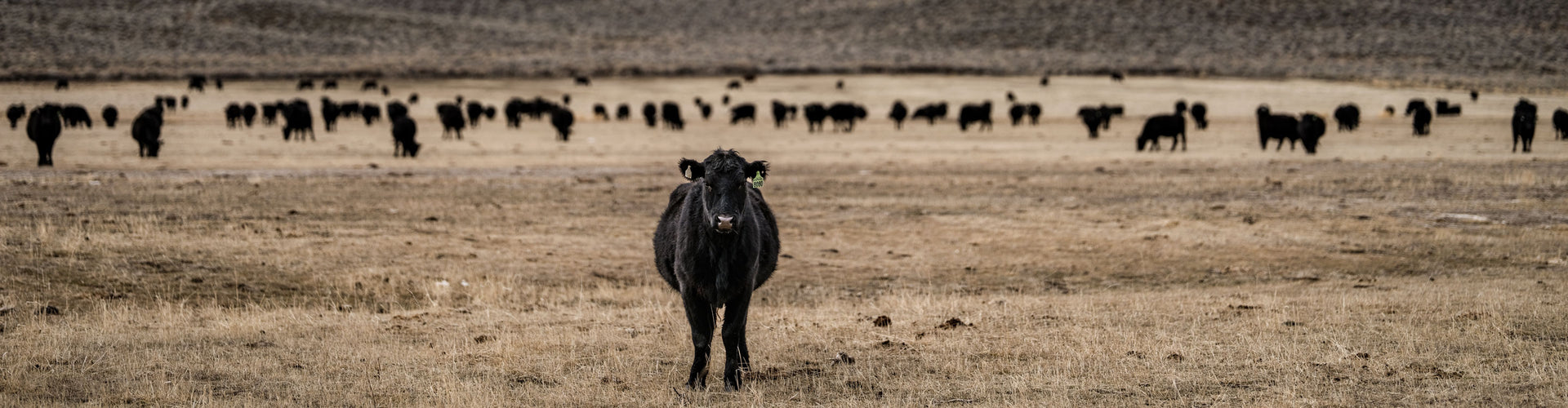 Cow standing in a field with other cows in the background